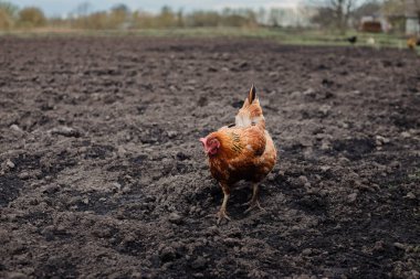 Tavuk bahçede dışarıda yürür. Kahverengi tavuk çiftlik hayvanları için tarlada duruyor.