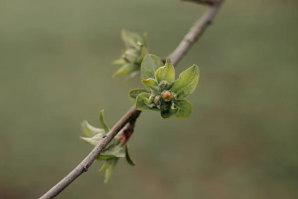 一种有粉红芽和嫩绿色叶子的苹果树的春枝 苹果花 苹果花 — 图库照片