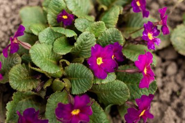 Bahar. İlk bahar çiçekleri. Burgundy çuha çiçeği yeşil yaprakların arasında. Primrose veya Primrose (Latince Prmula). Primula Çiçekleri, üst görünüm.