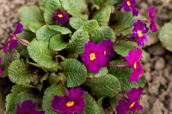 Bahar. İlk bahar çiçekleri. Burgundy çuha çiçeği yeşil yaprakların arasında. Primrose veya Primrose (Latince Prmula). Primula Çiçekleri, üst görünüm.