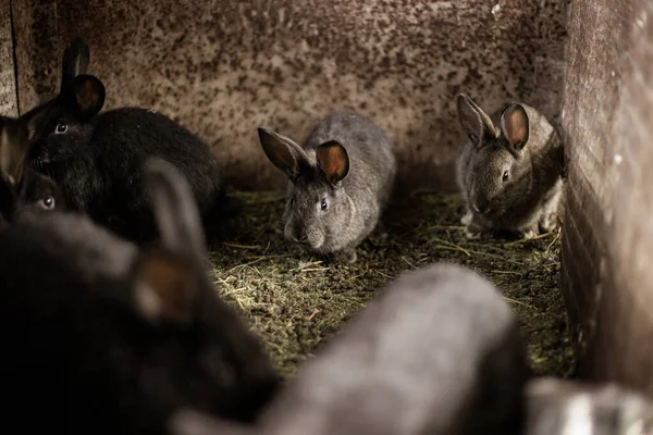 Hayvan çiftliğinin parmaklıklarının arkasındaki evcil tüylü tavşanlar. Hayvanları kafeste besleyen hayvanlar..