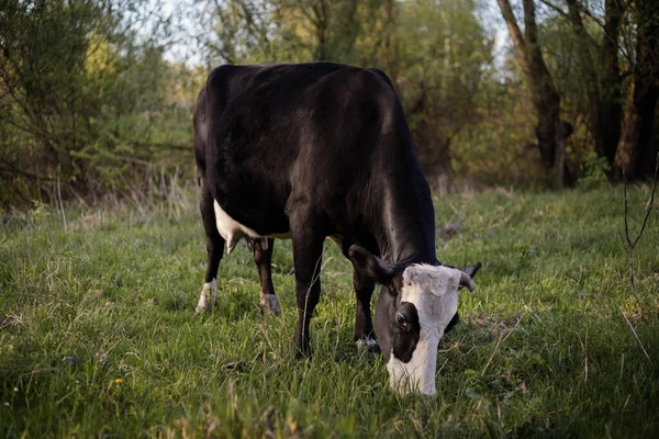 Mucca Retroilluminata Che Pascola Campo Tramonto Vacca Bianca Nera Mucca — Foto Stock