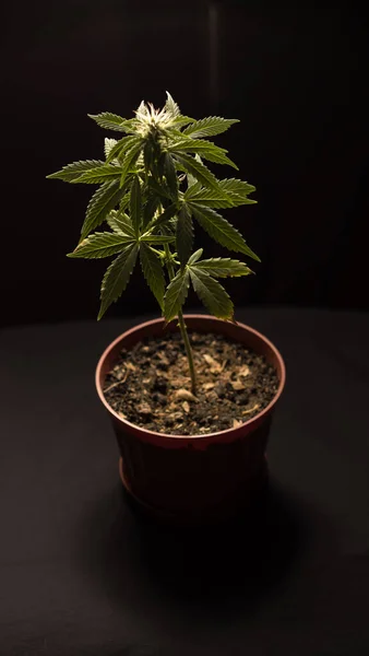 Cannabis Buske Gryta Canabis Sativa Marihuana Medicinska Cbd Oljor Thc Royaltyfria Stockbilder