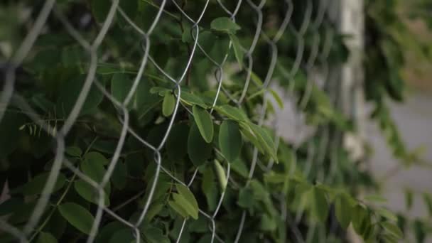 Grüne Blätter Von Akazienbäumen Die Durch Die Maschen Wachsen Metallgitterzaun — Stockvideo