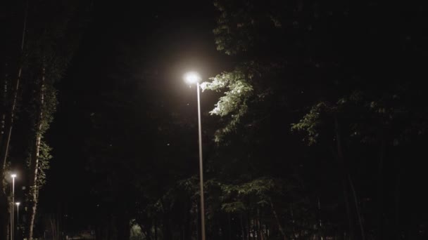 Populier Pluis Vliegt Uit Bomen Nachts Stad Lantaarn Lichten Achtergrond — Stockvideo