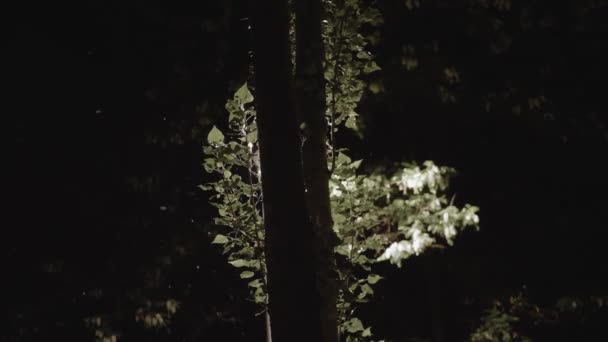 Poplar Fluff Flyger Från Träd Natten Staden Lykta Ljus Bakgrunden — Stockvideo