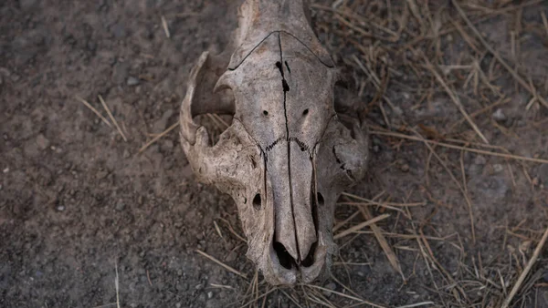 Cow skull lying on the ground. Dried cow skull. Top view.