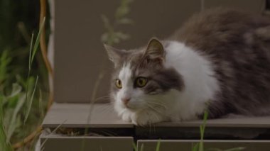 Gri beyaz kedi ilginç bir şey gördüğünde kendini tuhaf ve gergin hisseder. Kedi dikkatle bir şeye bakıyor.. 
