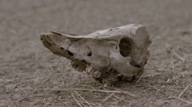 İnek kafatası yerde yatıyor. Kurumuş inek kafatası. Yan görünüm.