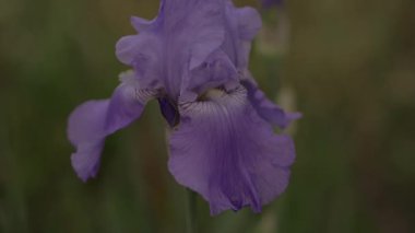 Mavi iris çiçeği. Çiçekli bahar çiçeği süsen çiçeği kapanıyor. Güzel çiçek açan Iris rüzgarda sallanıyor.