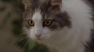 Gri beyaz kedi ilginç bir şey gördüğünde kendini tuhaf ve gergin hisseder. Kedi dikkatle bir şeye bakıyor.. 