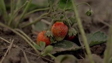 Bahçede olgun çilekler. Organik ve taze. Çilekler mevsimlik çiftlik işleri. Sağlıklı doğal vejetaryen besin kavramı.