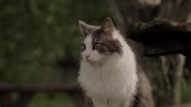 Gri beyaz kedi ilginç bir şey gördüğünde kendini tuhaf ve gergin hisseder. Kedi dikkatle bir şeye bakıyor.. 