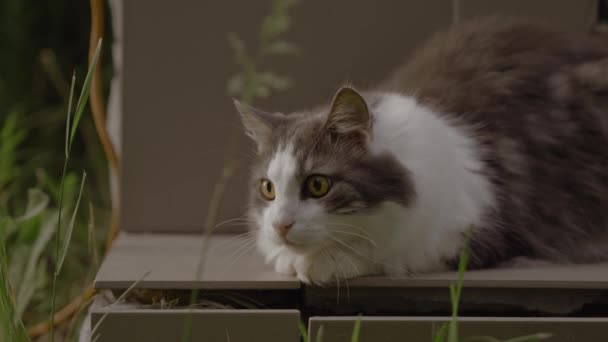 Grå Vit Katt Känner Sig Nyfiken Och Nervös När Den — Stockvideo
