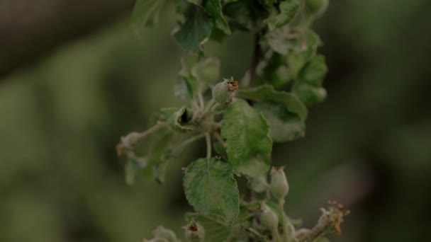 Pequeñas Manzanas Verdes Árbol Jardín Agrícola Orgánico — Vídeos de Stock