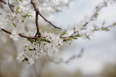 Ağacın dallarında beyaz çiçekler. Kiraz çiçekleri ağaçları. Baharın başında açan ağaçtaki beyaz güzel çiçekler..