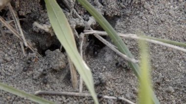 Kara karıncaların yuvada çalışmalarını yakından izleyin. Anthill of Ants yerde. Karınca işçisi, karınca ordusu. Karınca kolonisi birlikte çalışır..