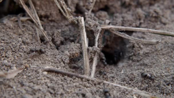 Close View Black Ants Working Ground Nest Anthill Ants Ground — Αρχείο Βίντεο