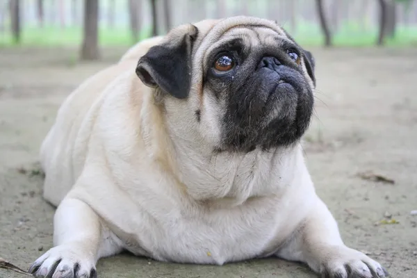 Cão obeso — Fotografia de Stock