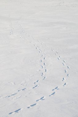 Karda ayak izlerinin yakınlaşması