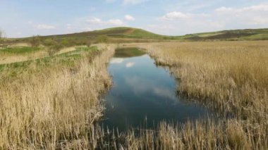 İHA görüntüleri alçak irtifadan ve kırsal kesimdeki mavi renkli bir göletin sazlığından çekildi. Video baharın başında çekildi. Düşük irtifada kamışlı bir gölün hava görüntüsü..