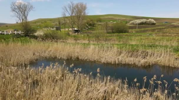 无人机拍到的镜头来自较低的高度 来自乡间一个蓝色池塘的芦苇上方 早春拍摄的录像 一个低海拔芦苇湖的空中录像 — 图库视频影像