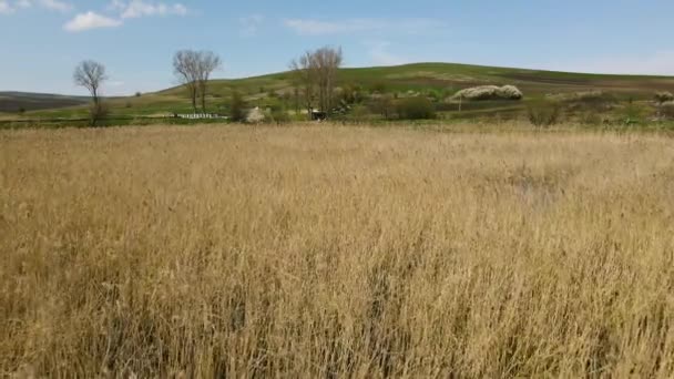 Görüntüleri Alçak Irtifadan Kırsal Kesimdeki Mavi Renkli Bir Göletin Sazlığından — Stok video