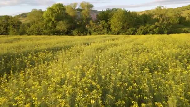 Beautiful Landscape Footage Shot Drone Low Altitude While Flying Forward — Stockvideo