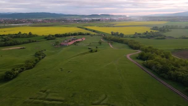 Aerial Video Countryside Area Farm Sheep Rape Fields Background Footage — Stock videók