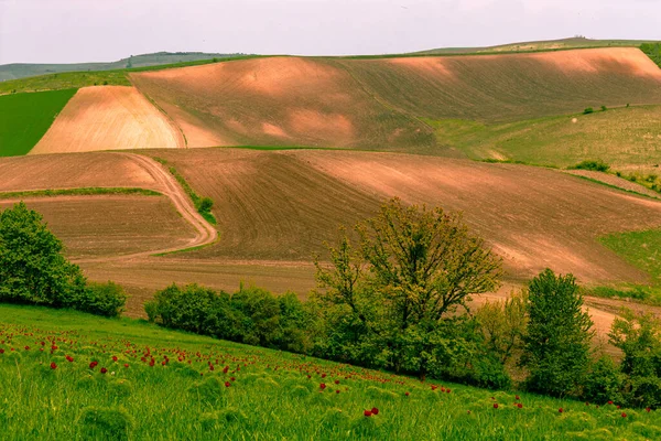 Landschaftsaufnahmen Grünen Mit Roten Pfingstrosenblüten Vordergrund Und Landwirtschaftlichen Feldern Auf — Stockfoto