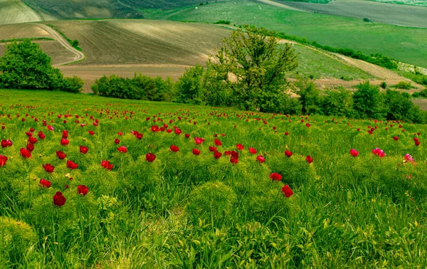 前景の赤い牡丹の花と田舎側の風景写真と背景の丘の上の農業分野 春の風景と花や草原 — ストック写真