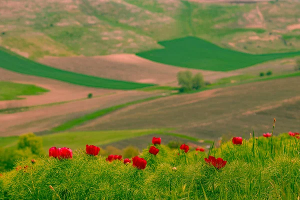 Photographie Paysage Campagne Avec Des Fleurs Pivoine Rouge Premier Plan — Photo