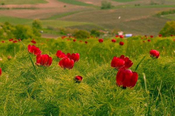 Kırsal kesimde manzara fotoğrafçılığı ön planda kırmızı şakayık çiçekleri ve arka planda bir tepe üzerinde tarım arazileri. Baharda çiçekler ve çayırlar olan manzaralar.