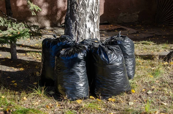 Garbage bags after harvesting autumn leaves. There are full black garbage bags with autumn leaves on the ground. Seasonal autumn cleaning of foliage in the yard