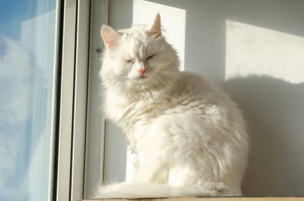 A cute white cat sits by the window, basking in the sun. Contented cat squinting on a summer sunny day. Happy pet.