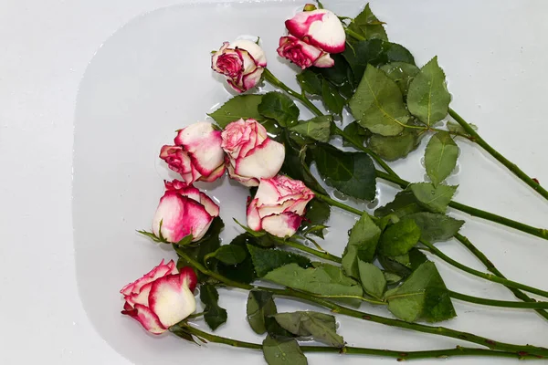 withered roses lie in bath with water. flower care Cut roses are placed in clean, cold water to keep them fresh. pink roses submerged in water