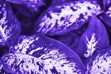 Doğal arka plan. Yapraklarında güzel bir desen olan bitki. Soyut arka plan, çok yakın, 2022 renk eğilimi. Tek renkli mor yaprakların üst görünümü.