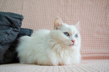 Angora cinsinin mavi gözlü beyaz kedisi pembe bir battaniyenin üzerine uzanmış ve başka tarafa bakıyor. Şirin pofuduk beyaz Türk angorası kanepede dinleniyor.