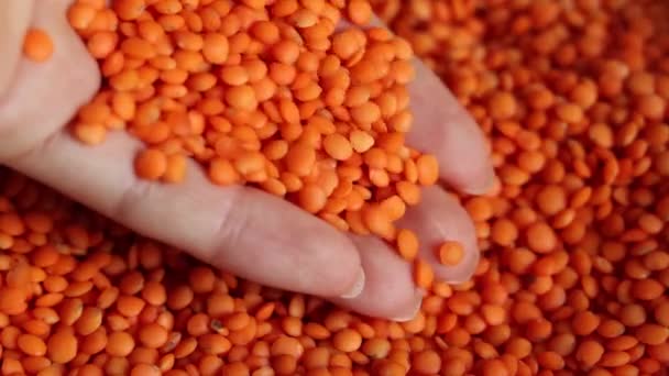 Agricultor Põe Lentilhas Sobre Mesa Alimentação Orgânica Saudável Vegetariana Grãos — Vídeo de Stock