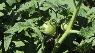 Domateslerin ilk küçük yeşil meyveleri. Serada domates yetiştirmek. Profesyonel büyüyen domates. Tarım, tarım. Ekolojik organik ürün.
