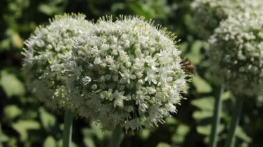 Blooming onion flower head in the garden. Agricultural background. Spring onions or Sibies. Summertime rural scene. White flowers . Allium.