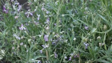 Bahçede çiçek açan Mattiola çiçekleri. Güzel doğal çiçek arkaplanı.