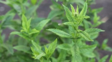 Bahçede taze nane yetişiyor..