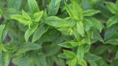 Bahçede taze nane yetişiyor..