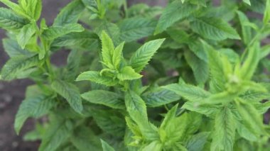Bahçede taze nane yetişiyor..