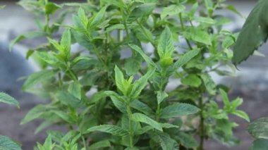 Growing fresh mint in the garden.