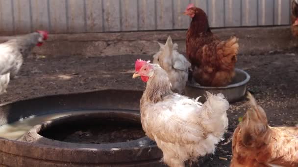 Chickens Walk Yard Village — Vídeo de stock