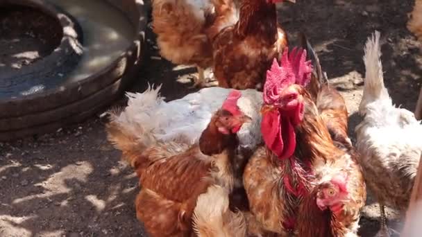 Tavuklar Köyde Avluda Dolanıyor — Stok video