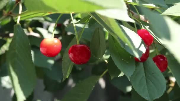Red Ripe Cherry Tree Summer Time Herries Branch Gardening — 图库视频影像