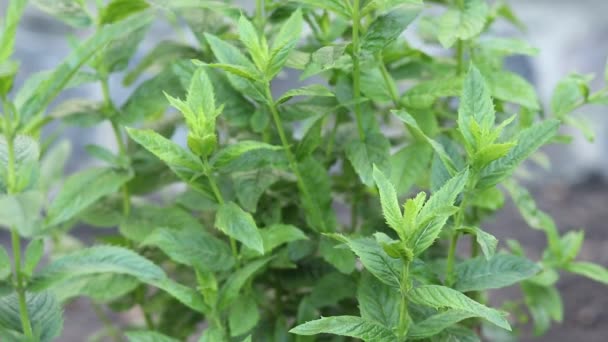 Growing Fresh Mint Garden — Stock Video